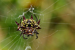 Gasteracantha curvispina