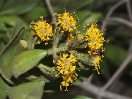 Dubautia arborea observed 2023-07-23