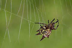 Gasteracantha curvispina