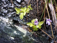 Pinguicula macroceras