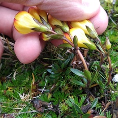 Gentianella hirculus