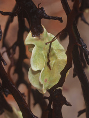 Lithophyllum carpophylli