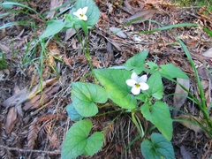 Viola ocellata