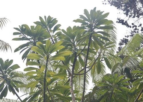 Clermontia montis-loa observed 2023-07-23