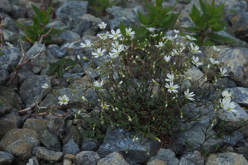 Cerastium schizopetalum iNat (1)