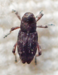 Cylindrocopturus