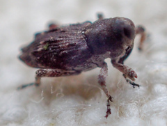 Cylindrocopturus