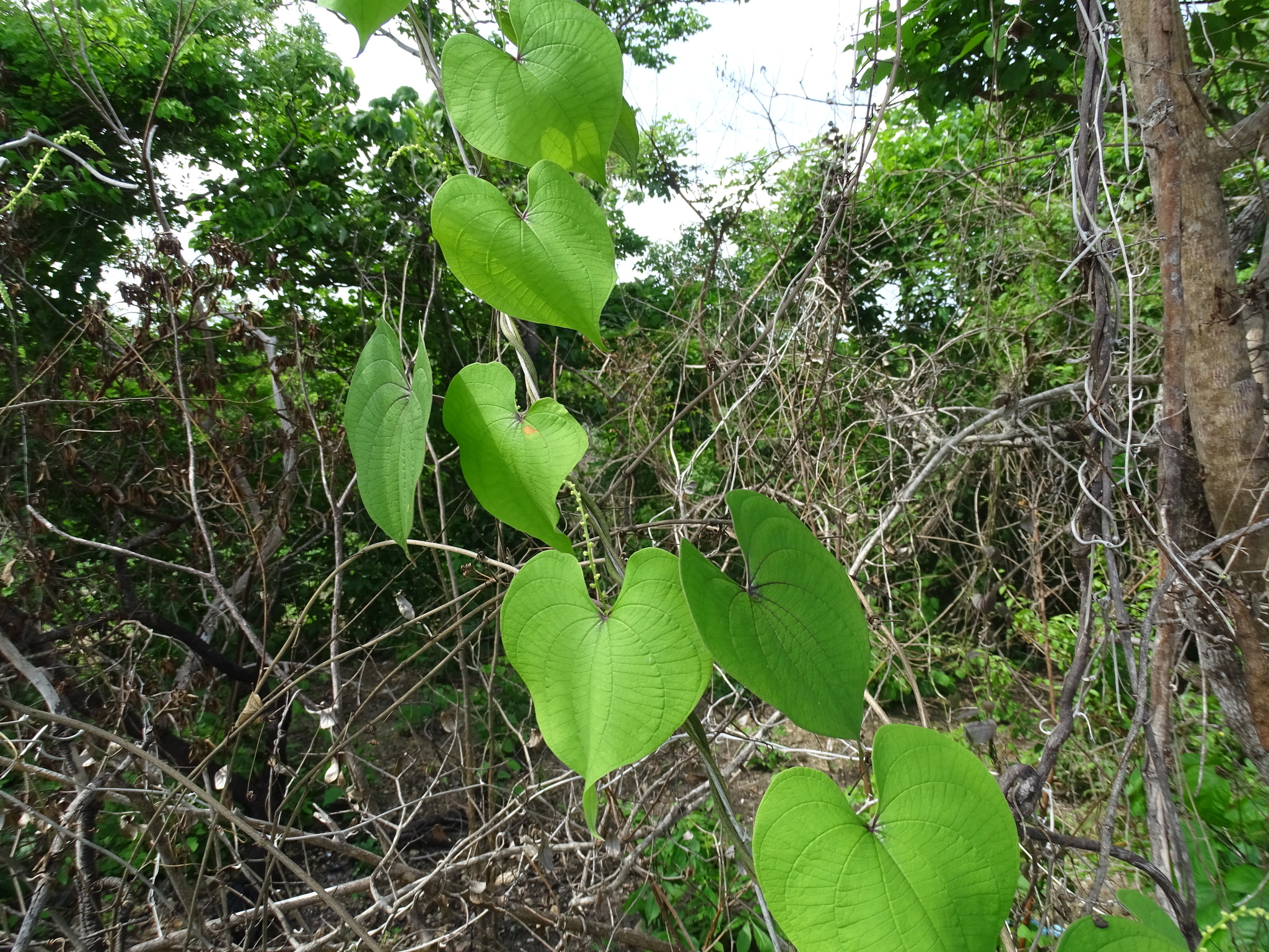 Dioscorea carpomaculata