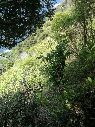 Caesalpinia bonduc iNat (2)