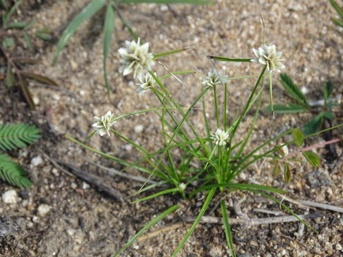 Image of Cyperus seslerioides by (c) Alexis López Hernández, some rights reserved (CC BY)