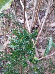 Hypericum brachyphyllum