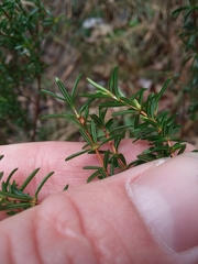 Hypericum brachyphyllum