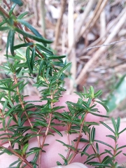 Hypericum brachyphyllum