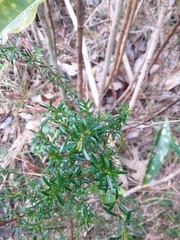 Hypericum brachyphyllum