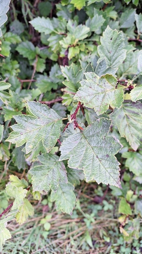 Image of Maximowicz’s Hawthorn (Crataegus maximowiczii) by (c) Violetta Dzizyurova, some rights reserved (CC BY)