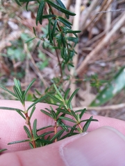 Hypericum brachyphyllum