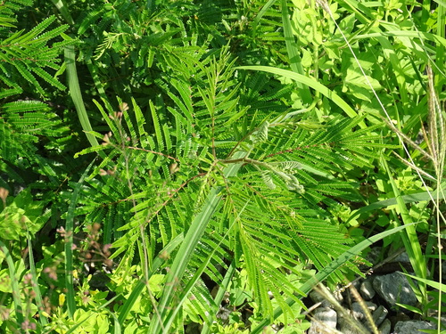 Yellow Tamarind-tree (Acaciella villosa)
