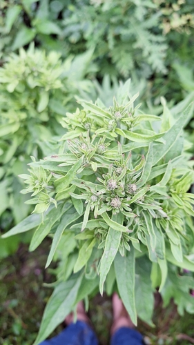Image of Saussurea pulchella by (c) Violetta Dzizyurova, some rights reserved (CC BY)