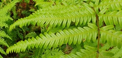 Pteris incompleta image