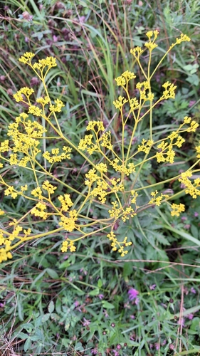 Patrinia scabiosifolia, photograph 1
