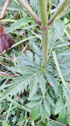 Patrinia scabiosifolia, photograph 2