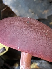 Tubaria vinicolor