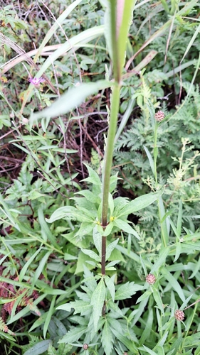 Image of Patrinia scabiosifolia by (c) Violetta Dzizyurova, some rights reserved (CC BY)