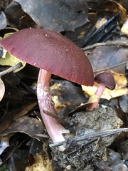 Tubaria vinicolor
