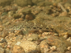 False Celebius Goby photo 4