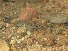 False Celebius Goby photo 5