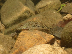 False Celebius Goby photo 3