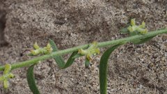 Pectocarya heterocarpa