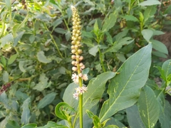 Phytolacca icosandra