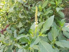 Phytolacca icosandra