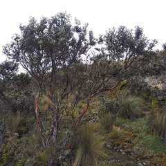 Polylepis lanuginosa