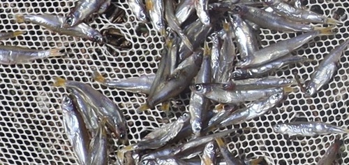 Lake Victoria sardine (Rastrineobola argentea) — Cyprinidae — 3