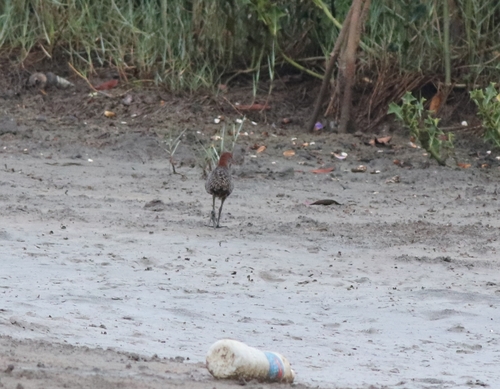 Slaty-breasted Rail (Lewinia striata), photo 4