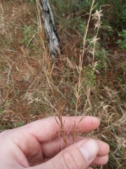 Aristida palustris
