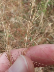 Aristida palustris