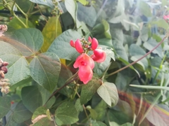 Phaseolus coccineus