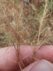 Aristida palustris