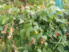 Phaseolus coccineus