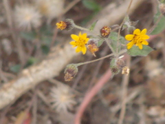 Simsia lagasceiformis