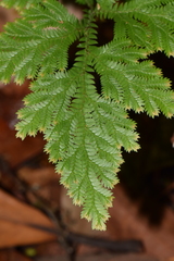 Selaginellaceae