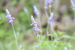 Salvia farinacea