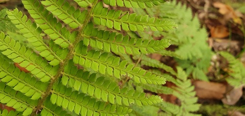 Polystichum setiferum image