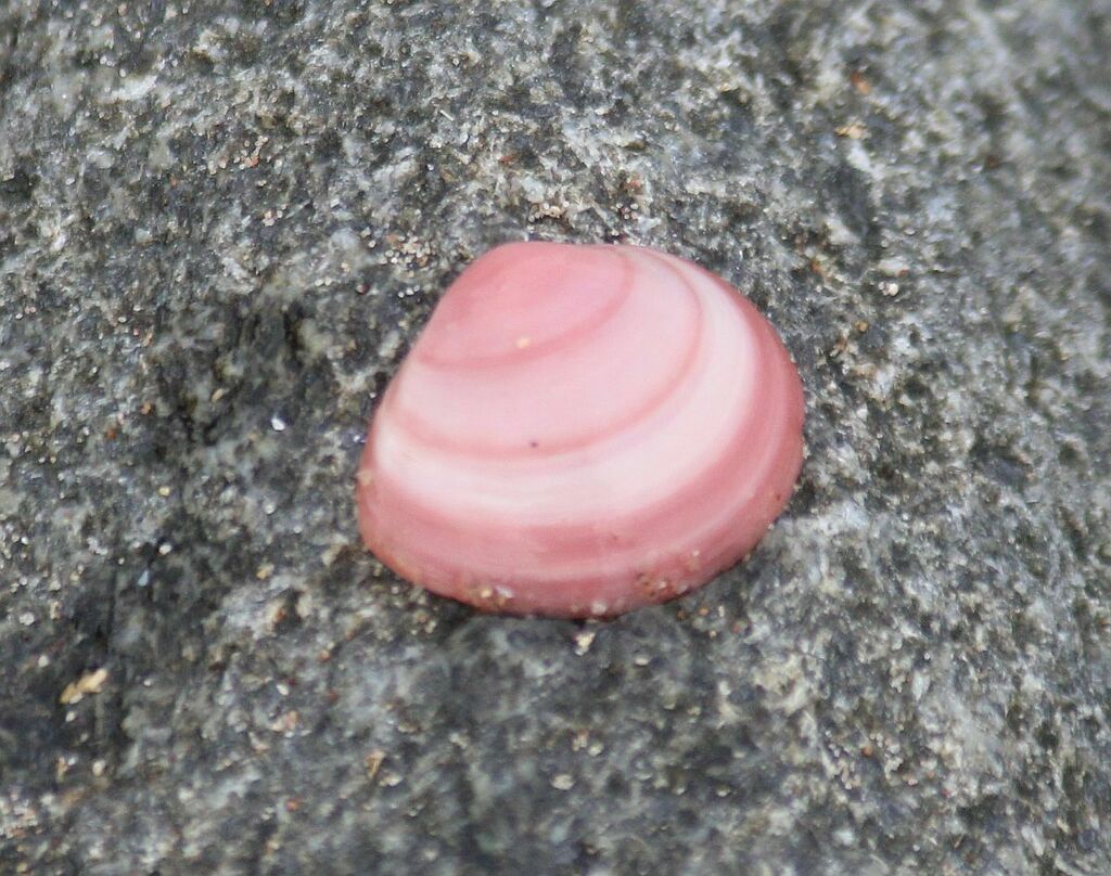 Baltic Macoma from North Berwick EH39, UK on August 9, 2023 at 07:36 AM ...