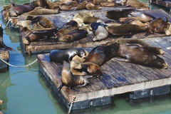 Zalophus californianus