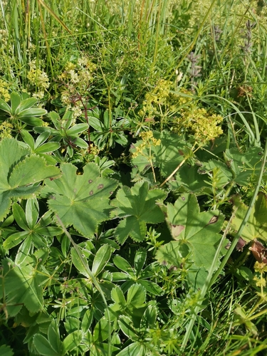 Image of Alchemilla vulgaris by (c) Ljaž, some rights reserved (CC BY)