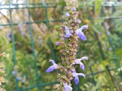 Salvia polystachia
